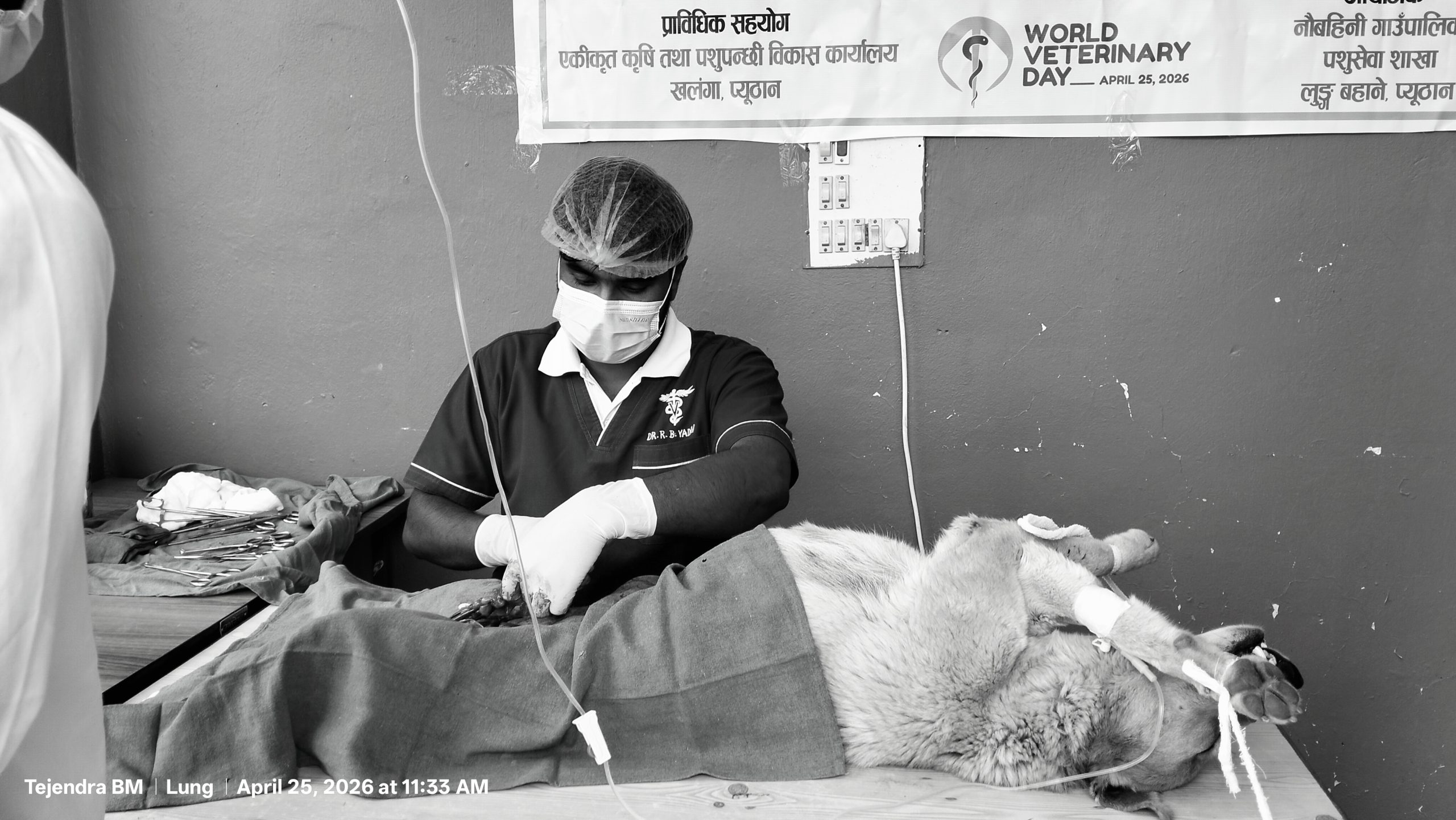 नौबहिनीमा विश्व भेटेरिनरी दिवसका अवसरमा सामुदायिक कुकुर व्यवस्थापन